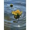 Water lily in Dnipro river
